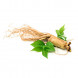 Panax ginseng thumbnail